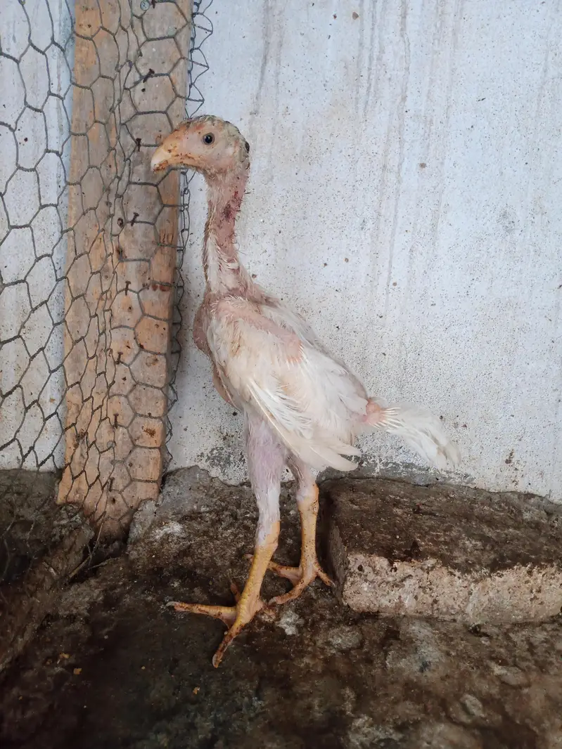 7 shamo chiks — photo 6