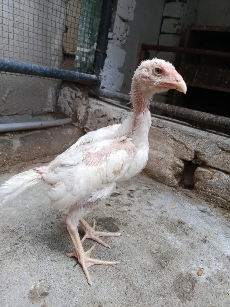 7 shamo chiks — photo 7
