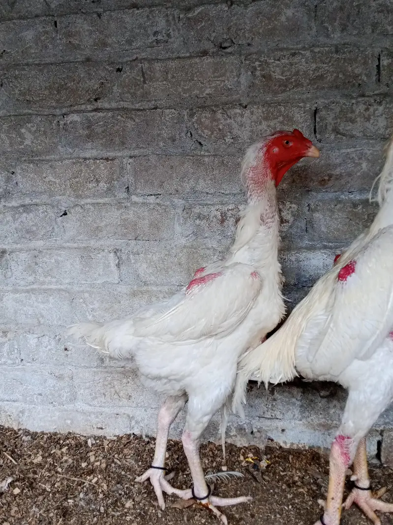 7 shamo chiks — photo 8