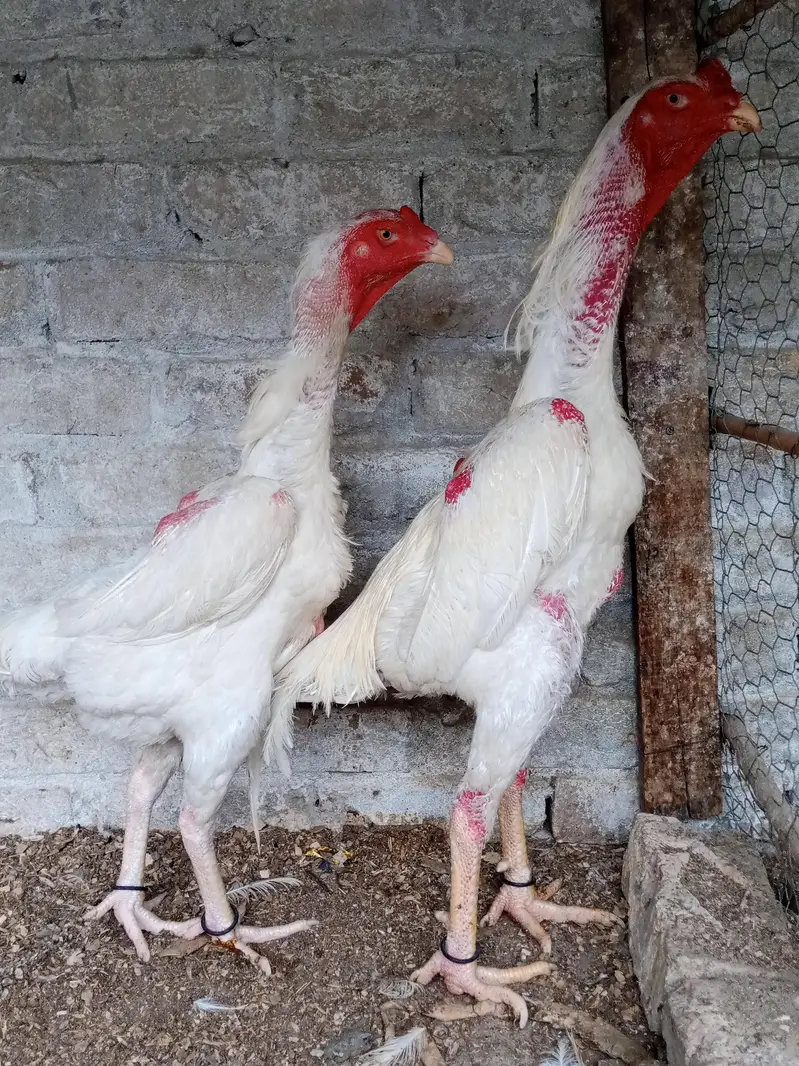 7 shamo chiks — photo 9