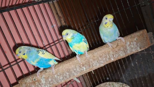 4 Australian parrot (Budgies) for Sale with large size cage