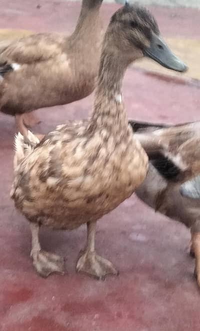 pekin ducks
