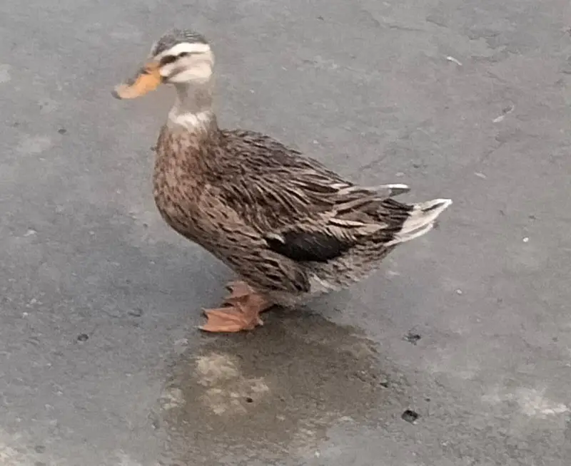 pekin ducks — photo 2