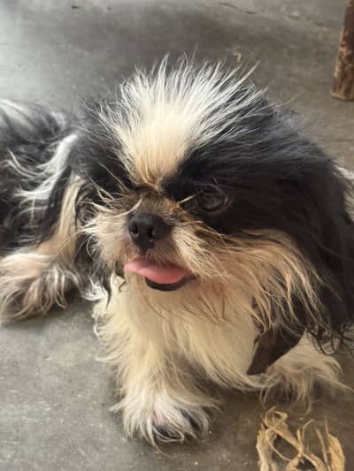 Shihtzu male for sale