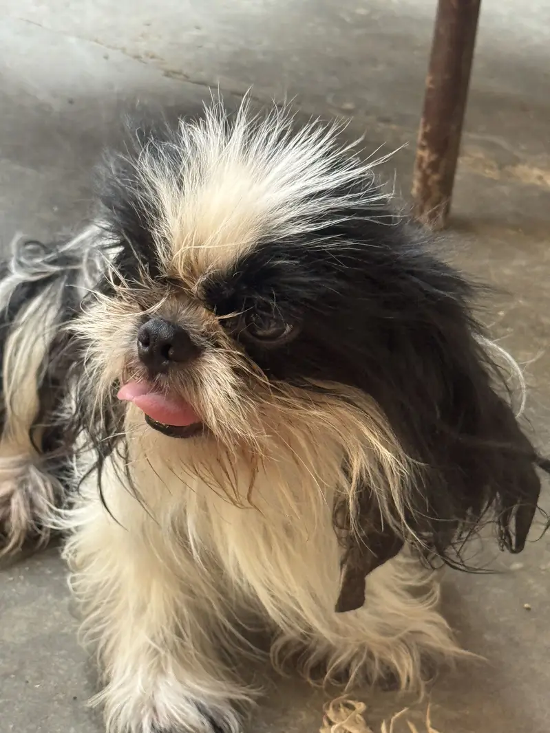 Shihtzu male for sale — photo 2