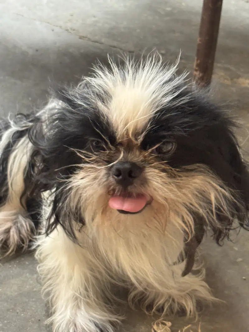 Shihtzu male for sale — photo 3