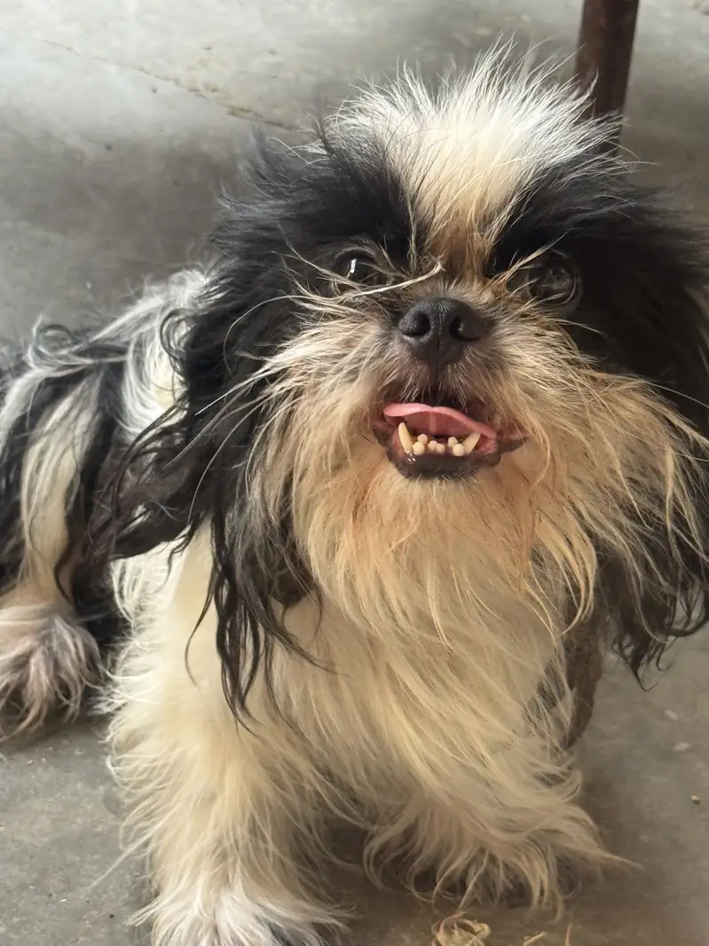 Shihtzu male for sale — photo 4