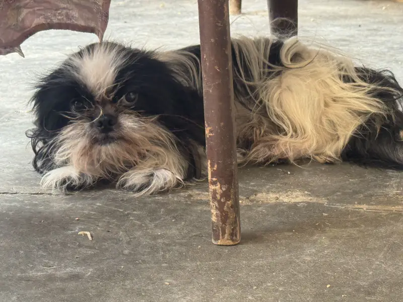Shihtzu male for sale — photo 5