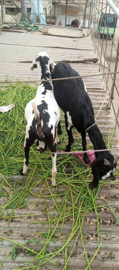 beetal bakri or ik tedy bakra for sale