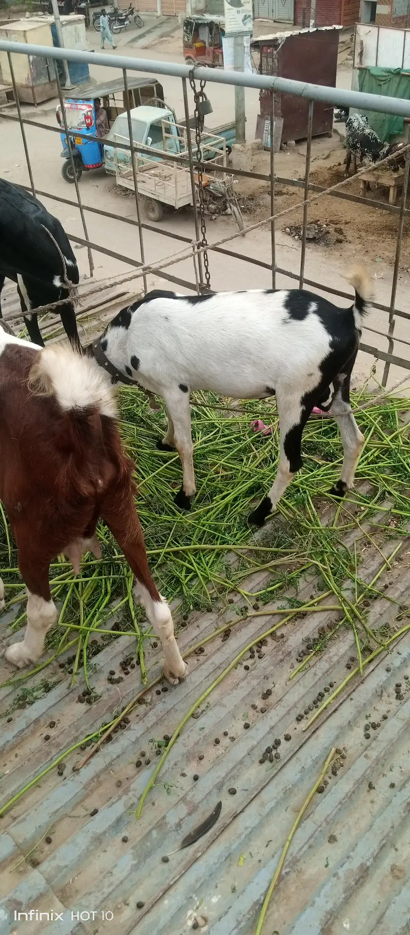 beetal bakri or ik tedy bakra for sale — photo 2