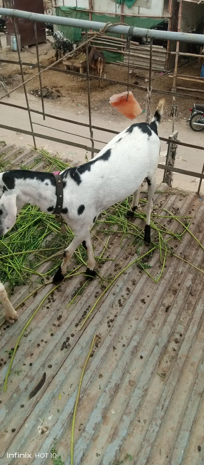 beetal bakri or ik tedy bakra for sale — photo 3