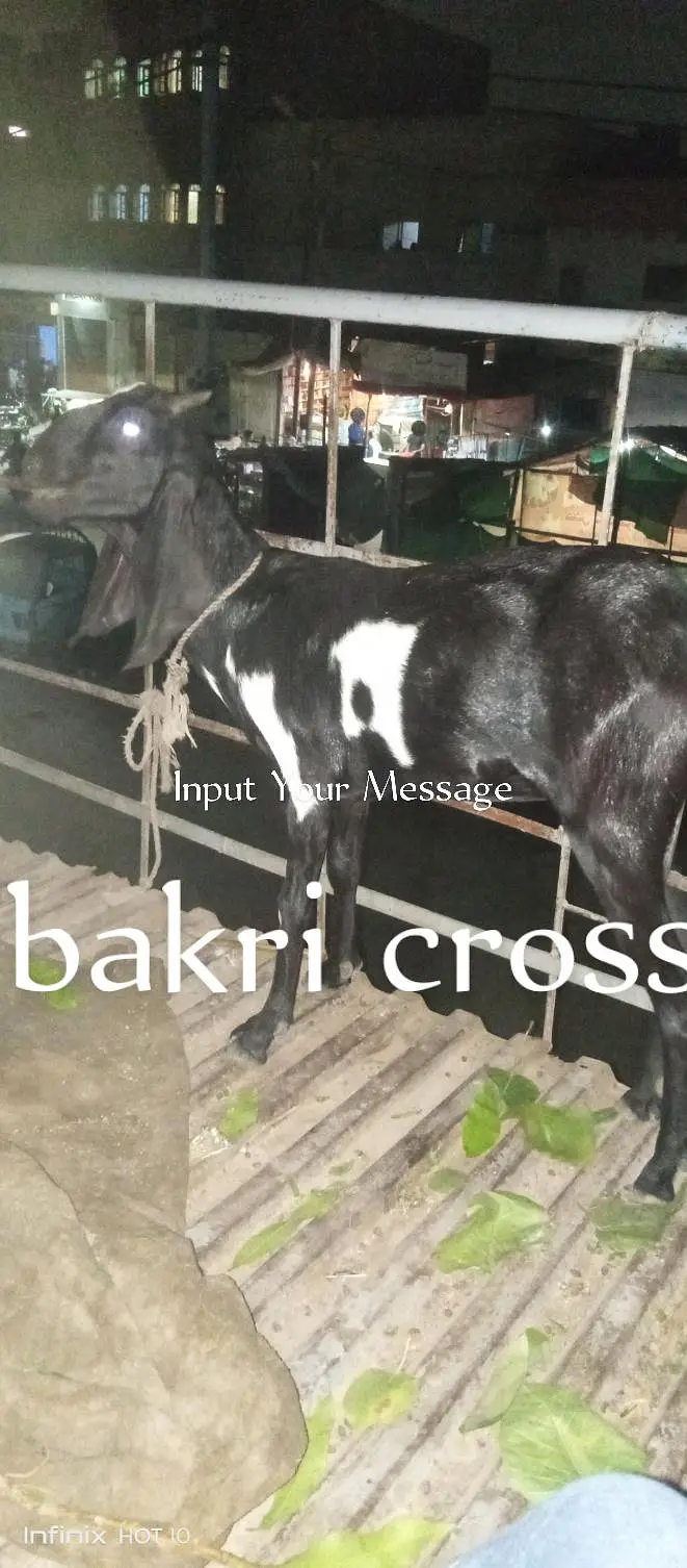 beetal bakri or ik tedy bakra for sale — photo 4