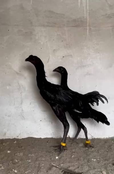 Imported 100% Black diamond jet black Dragon pair available