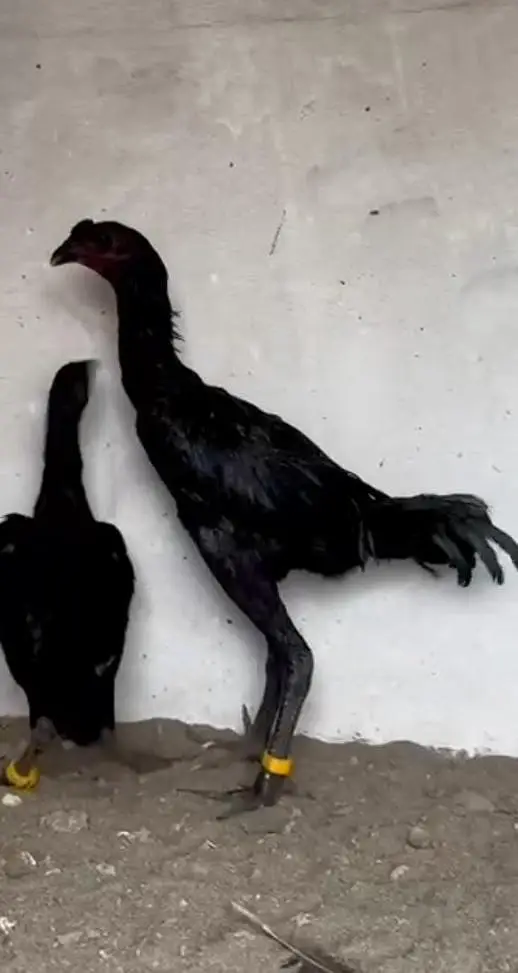 Imported 100% Black diamond jet black Dragon pair available — photo 2