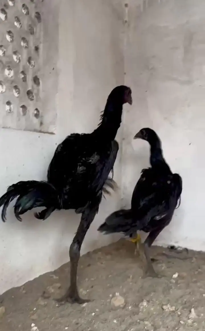 Imported 100% Black diamond jet black Dragon pair available — photo 3