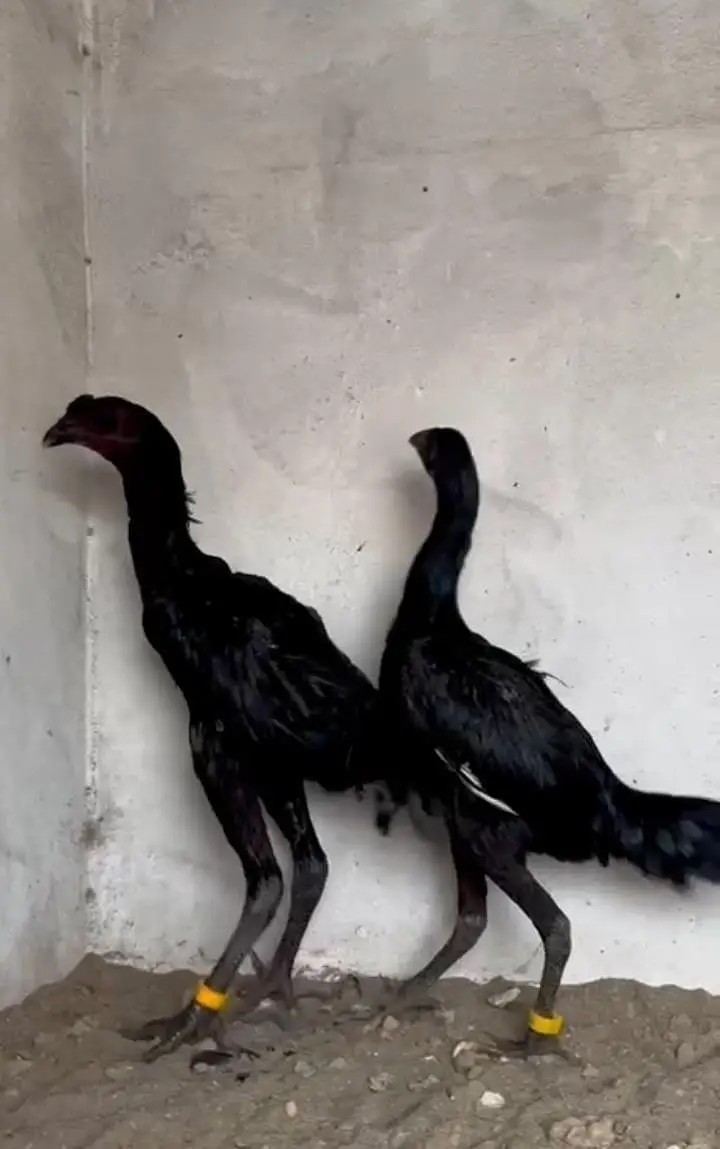Imported 100% Black diamond jet black Dragon pair available — photo 4