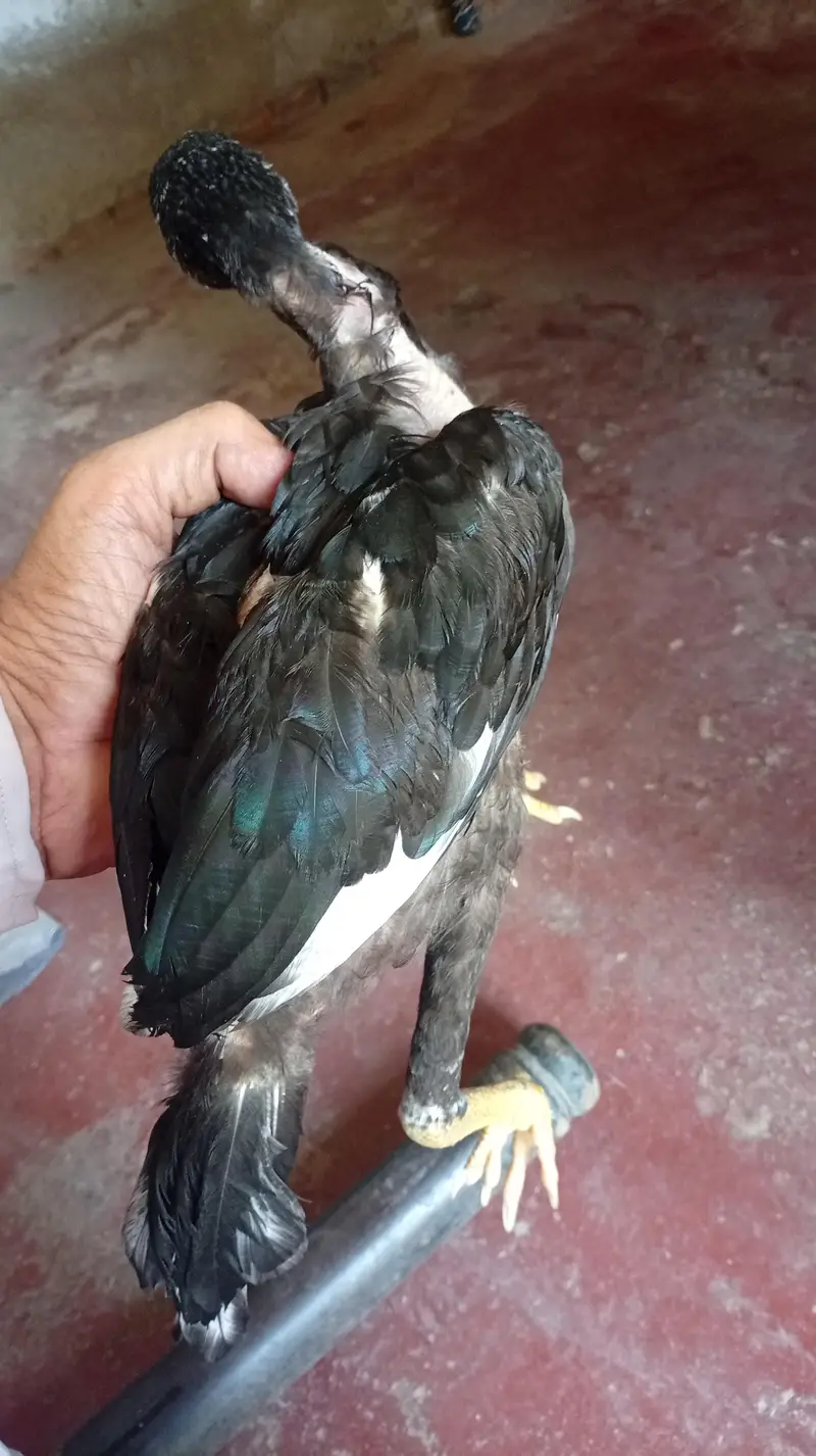 Aseel Muskhay Full black — photo 3