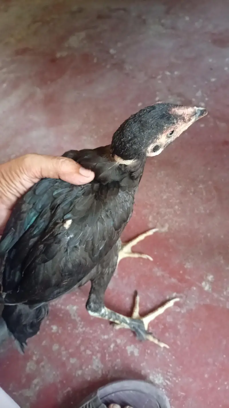 Aseel Muskhay Full black — photo 4