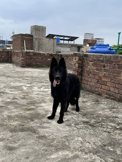 Black Shepherd Male Longcoat.