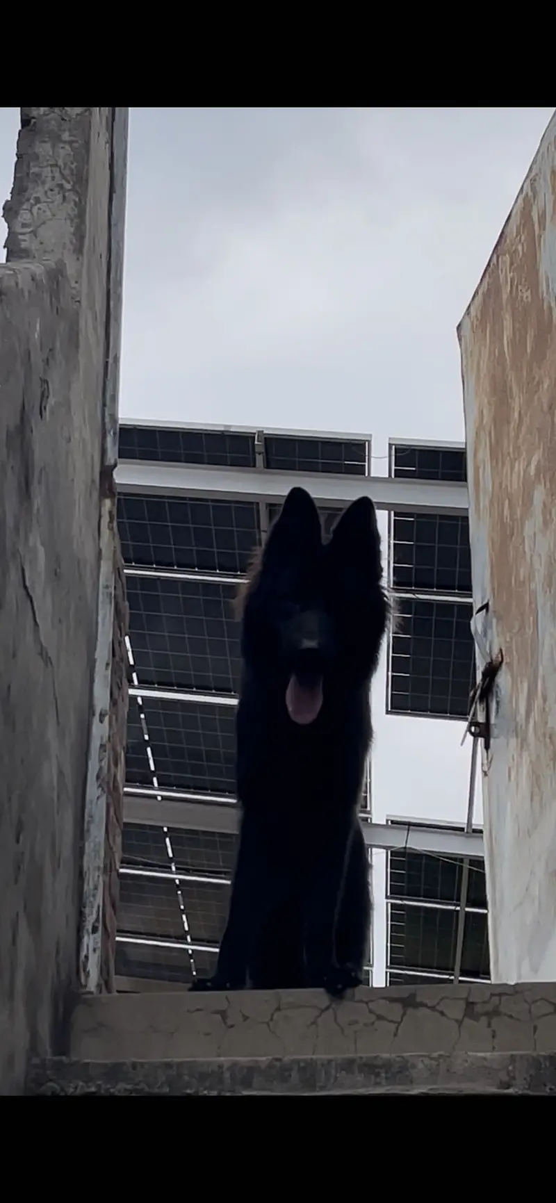 Black Shepherd Male Longcoat. — photo 2