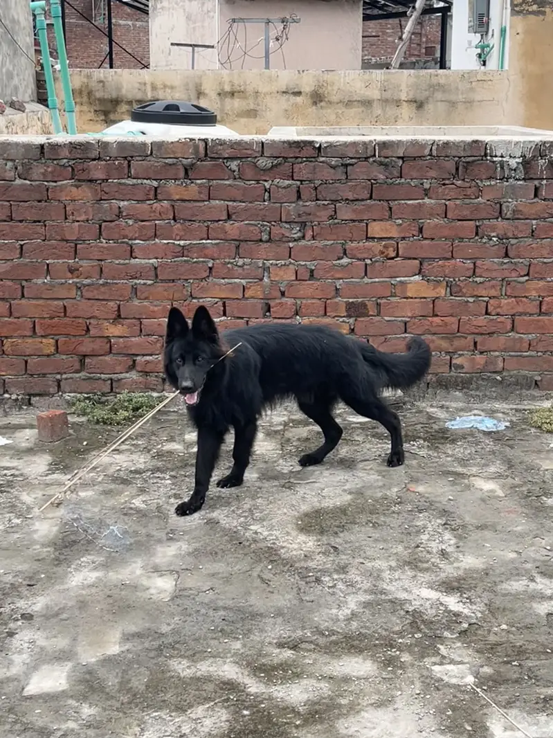 Black Shepherd Male Longcoat. — photo 3