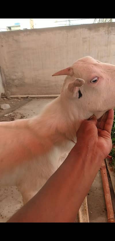 bakra white eyes