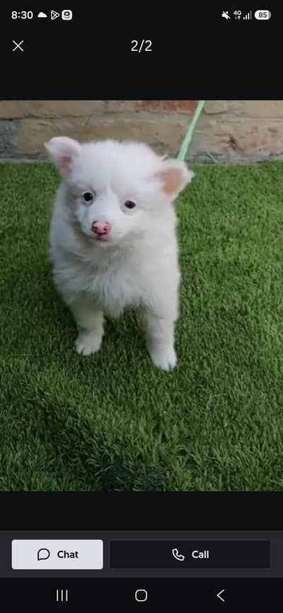 russian pup