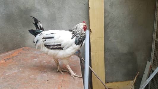 Light susex breed one to 20 month
