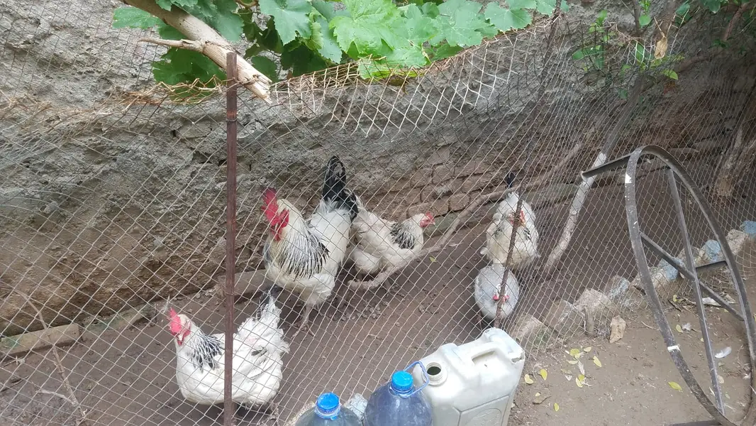 Light susex breed one to 20 month — photo 3