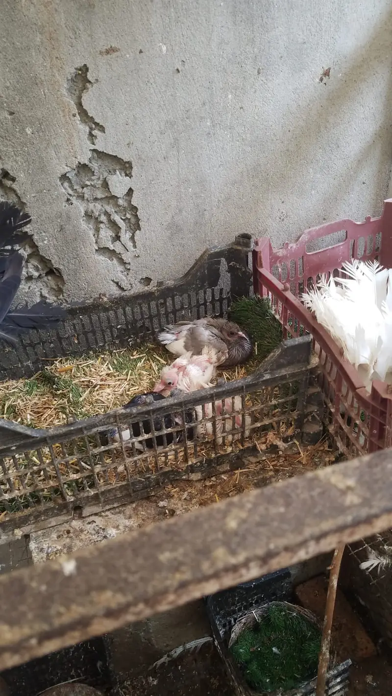 Light susex breed one to 20 month — photo 10