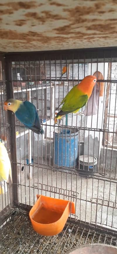 breader pair,03081250912