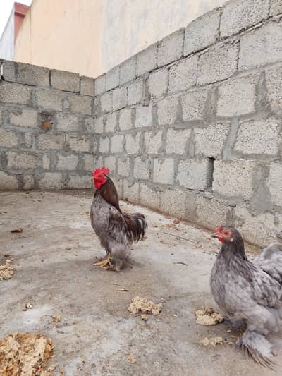 blue Cochin bantam pair for sale (high quality)