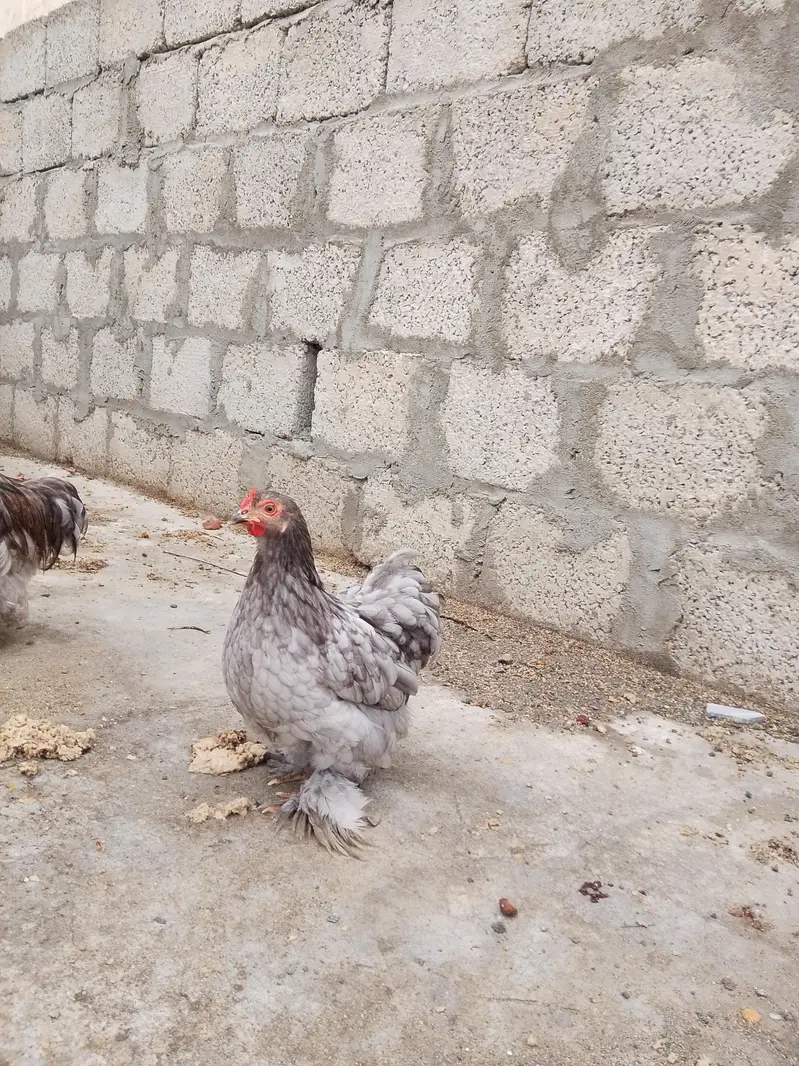blue Cochin bantam pair for sale (high quality) — photo 2