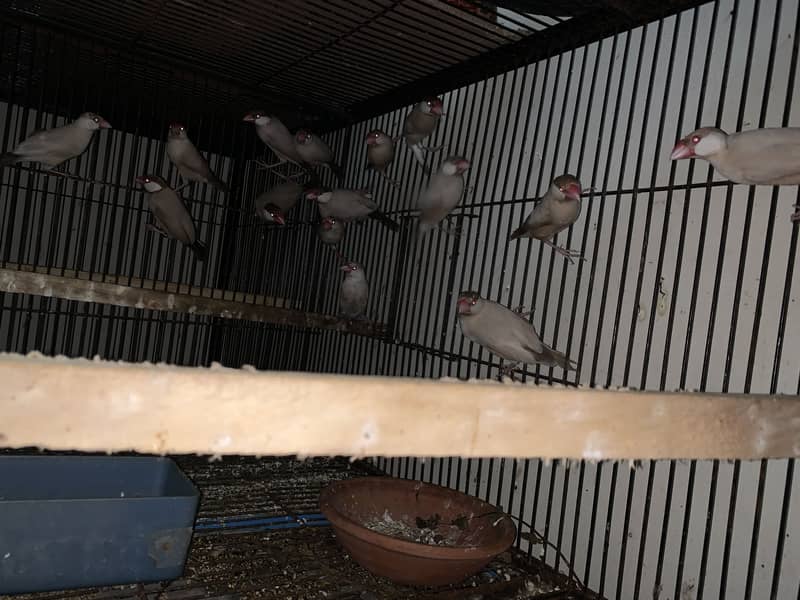 Java breeder pair 0