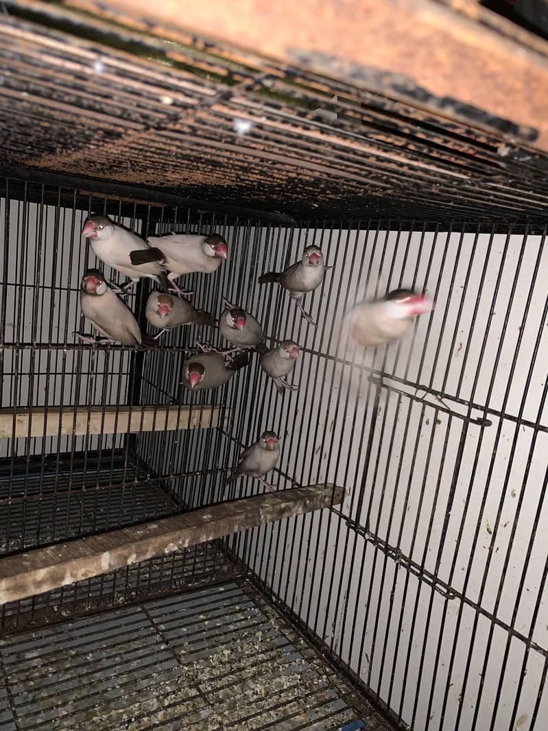 Java breeder pair 1