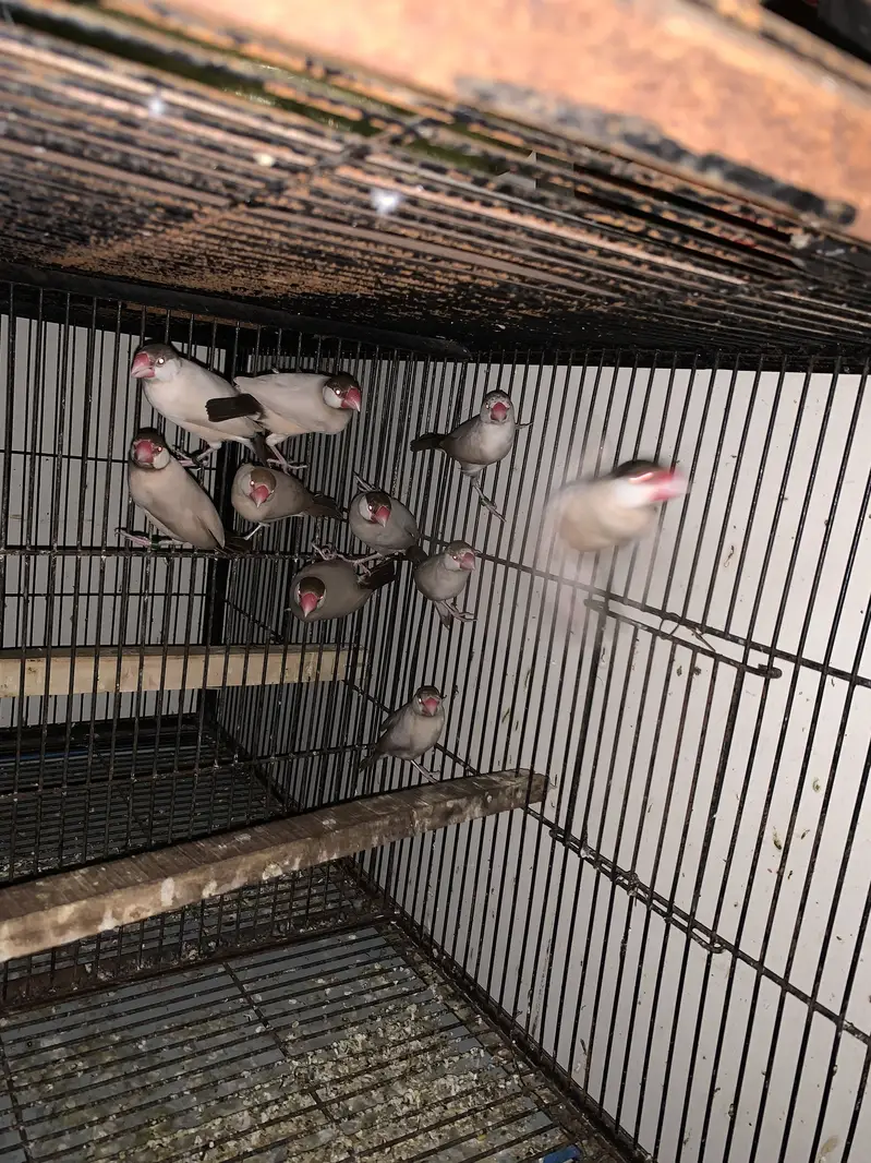 Java breeder pair — photo 2