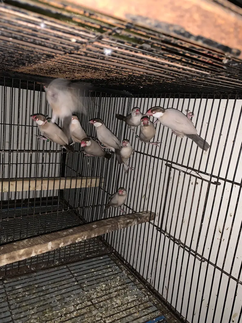 Java breeder pair — photo 3