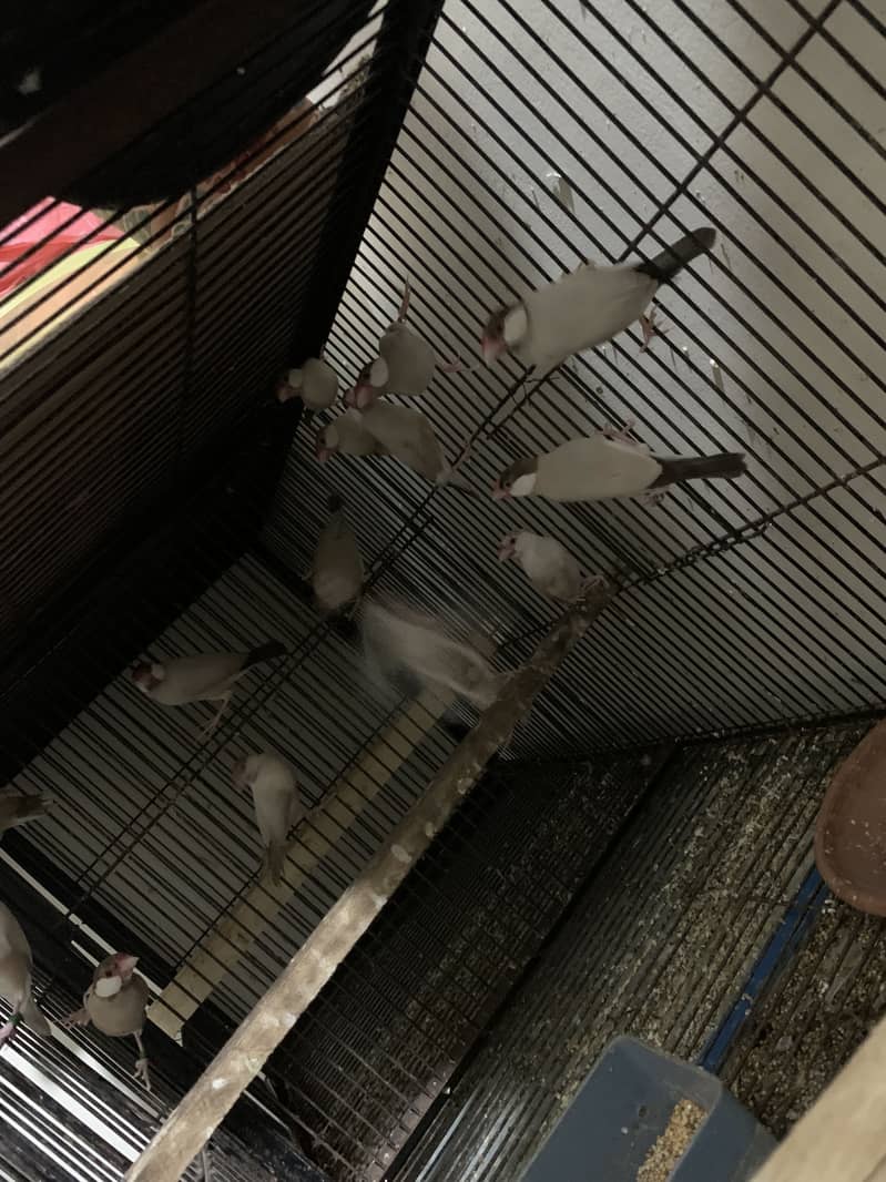 Java breeder pair 3