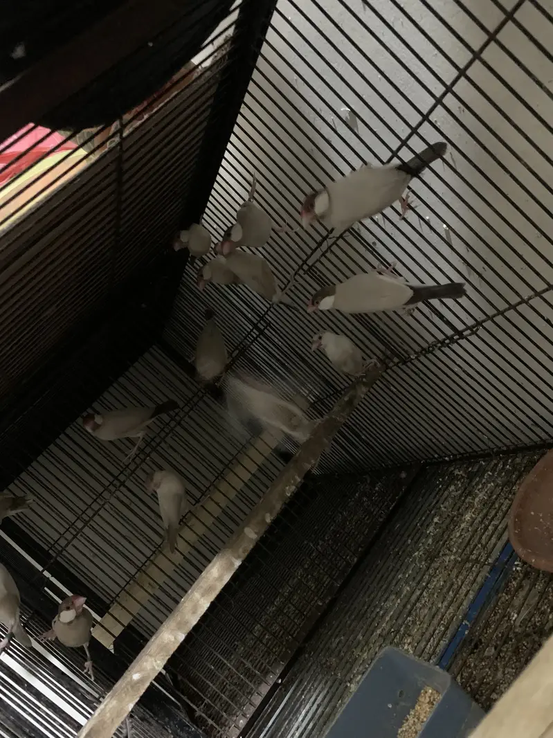 Java breeder pair — photo 4