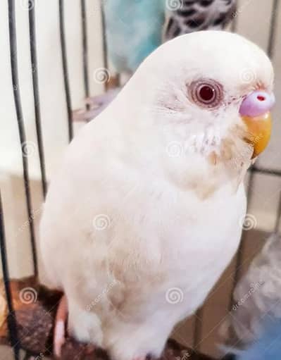albino budgies and pigeons
