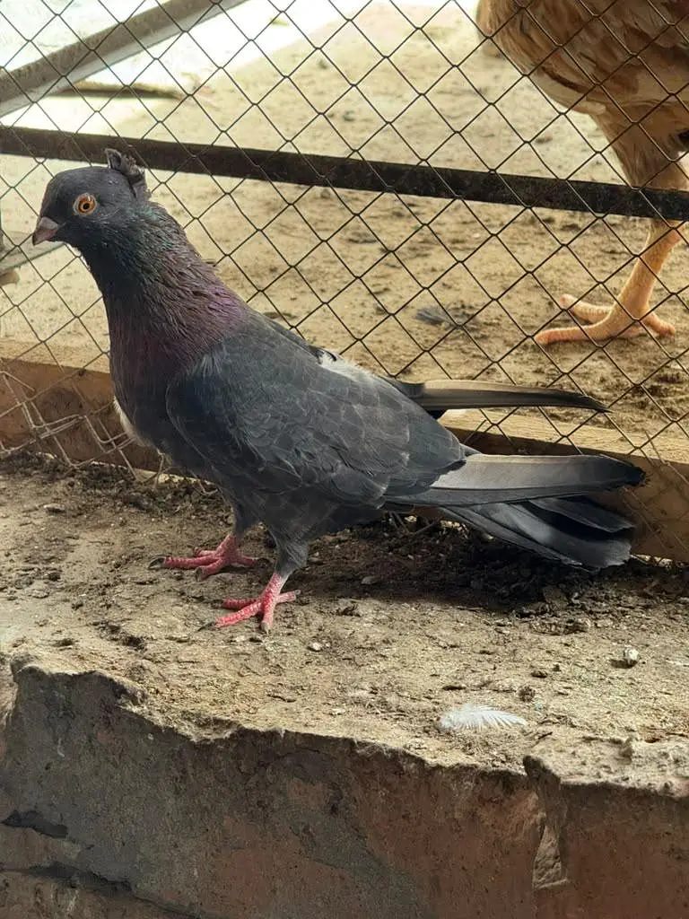 albino budgies and pigeons — photo 4