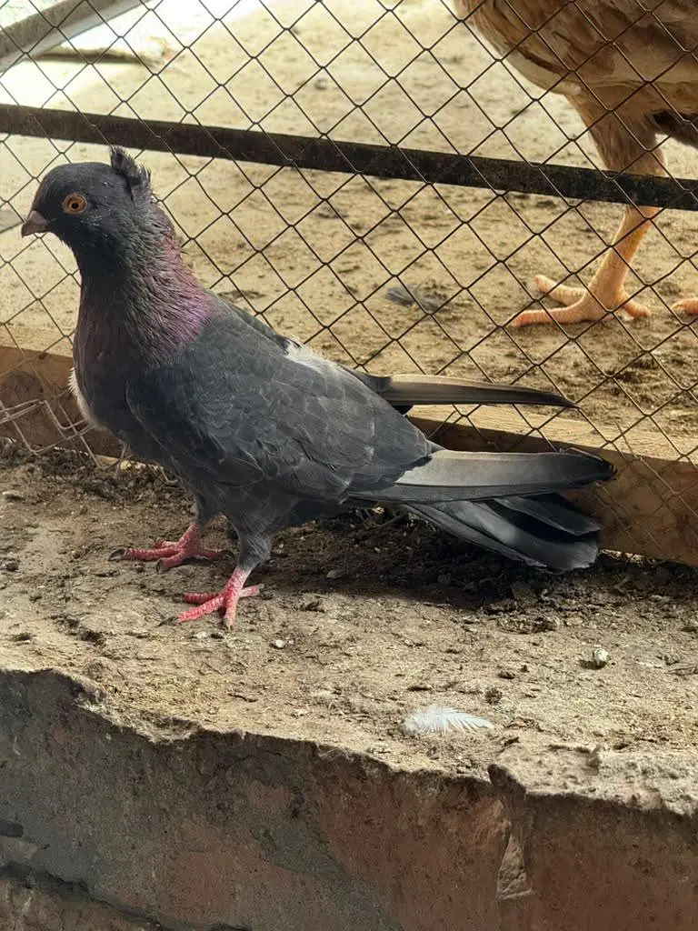 albino budgies and pigeons — photo 5