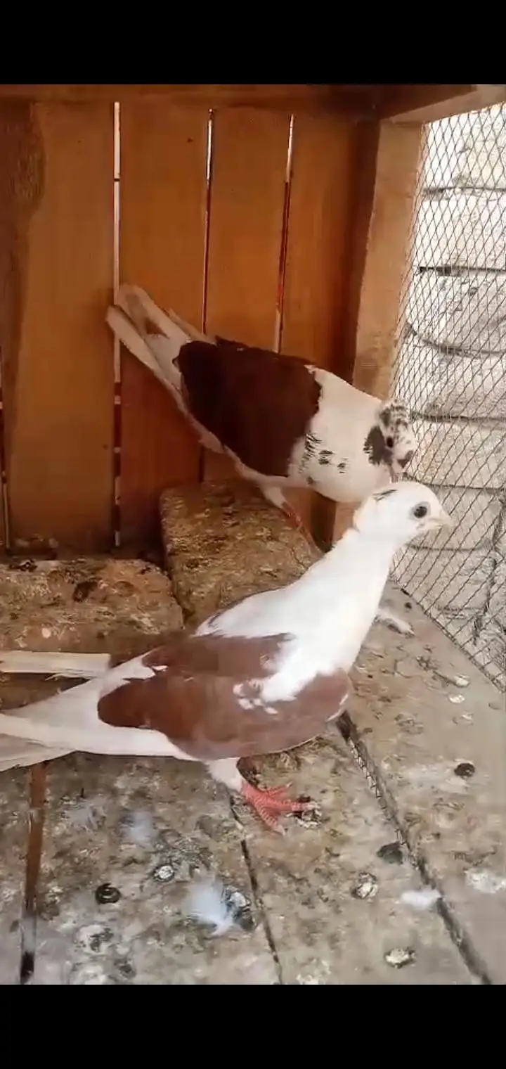 albino budgies and pigeons — photo 6