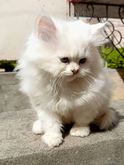 cats/Kitten for sale
