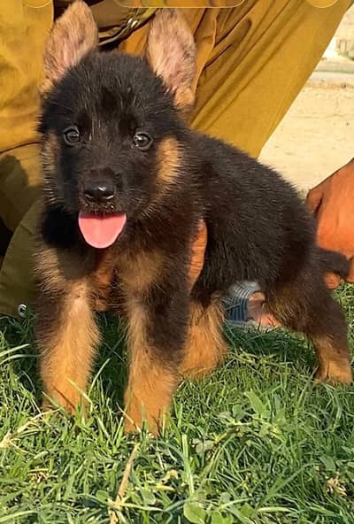 German Shepherd male dog for sale