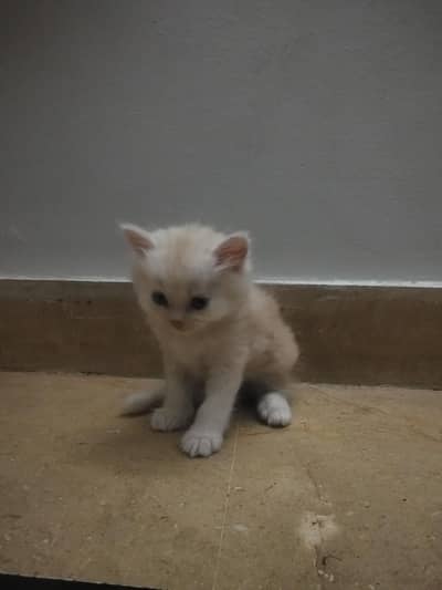 4 Persian Kittens for Sale