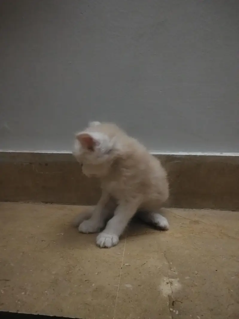 4 Persian Kittens for Sale — photo 2