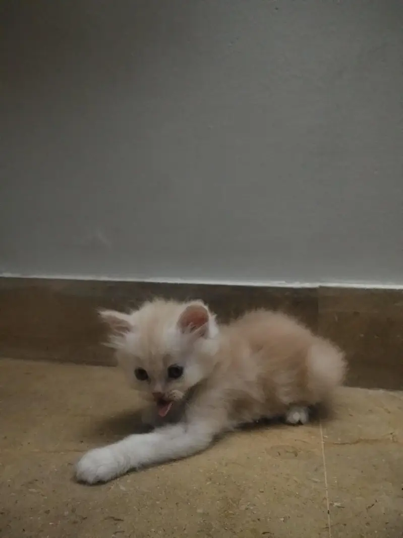 4 Persian Kittens for Sale — photo 3