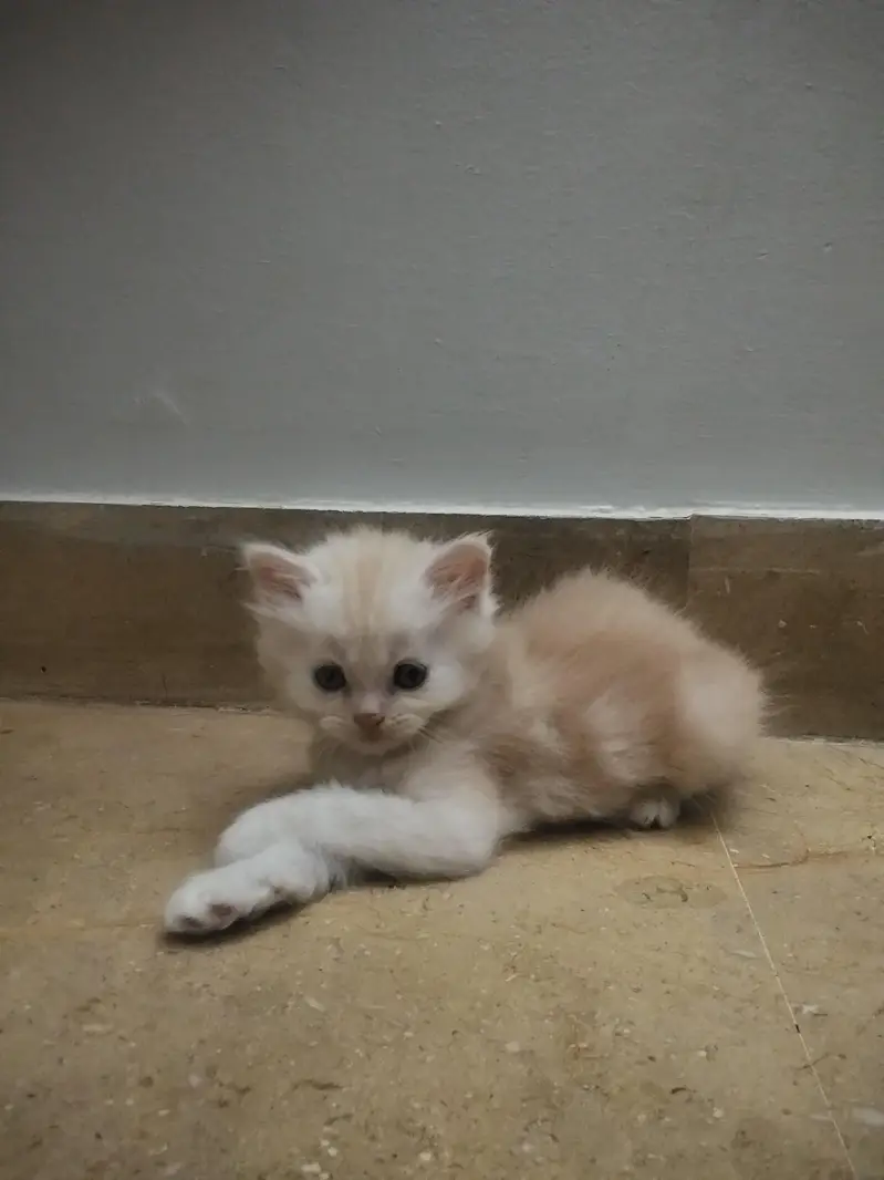 4 Persian Kittens for Sale — photo 4