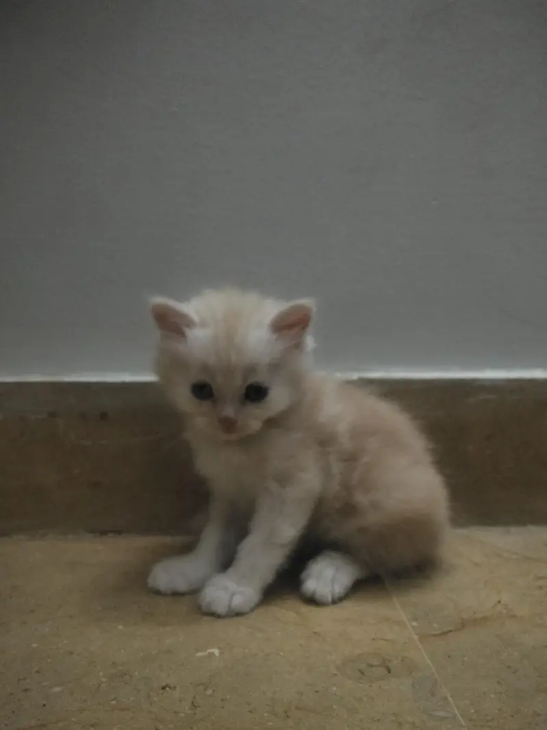 4 Persian Kittens for Sale — photo 5